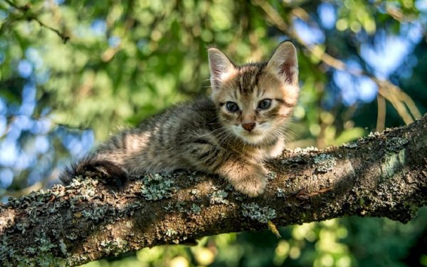 Котёнок на дереве