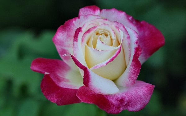 Wallpapers 7427