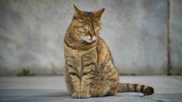 Tabby-cat-uhd-8k-wallpaper