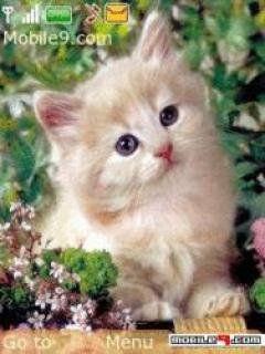 Котенок
