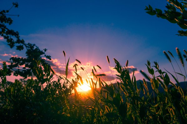 Nature-sun-grass-priroda