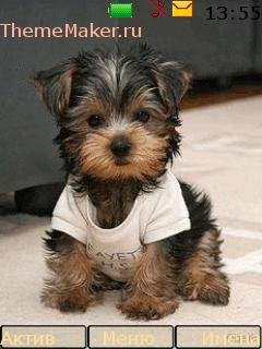 Dog