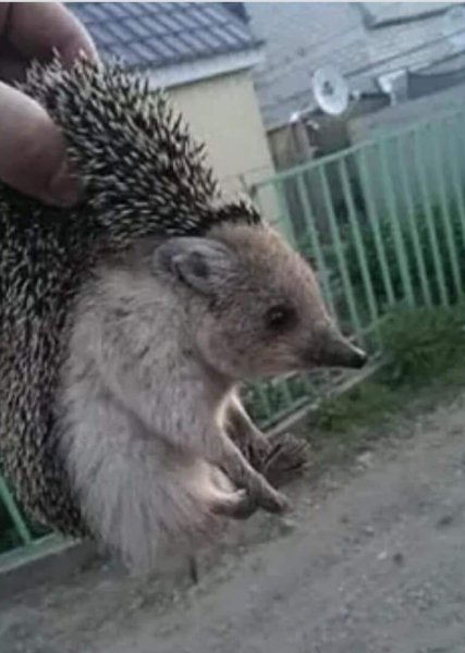 Ежик без