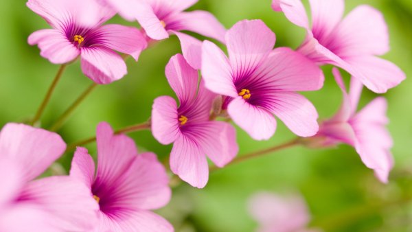 file_81388618