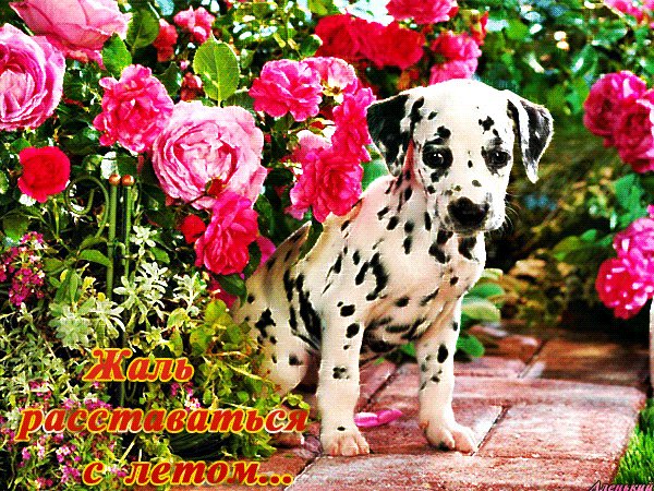 file_64427803