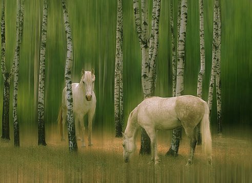 getImage-19
