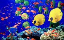 file_31220044