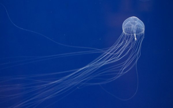 Кубомедуза Chironex fleckeri (морская оса)
