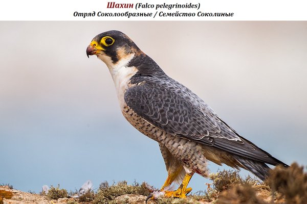 Шахин (Falco pelegrinoides)