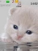 My Beautiful Kitty