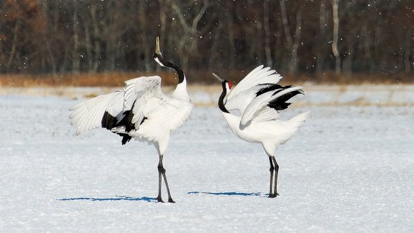 file_81566755