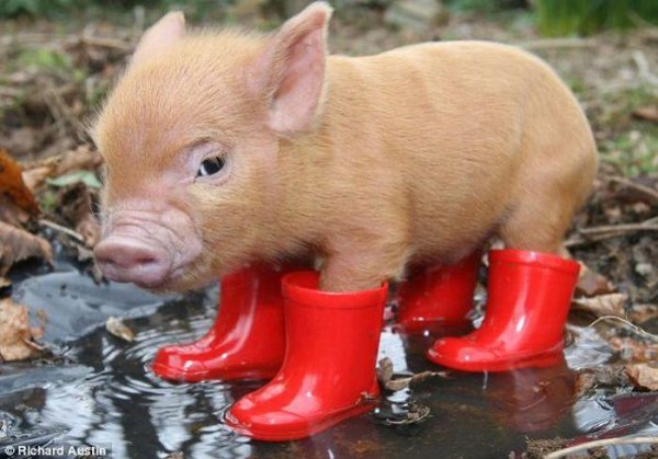 pig