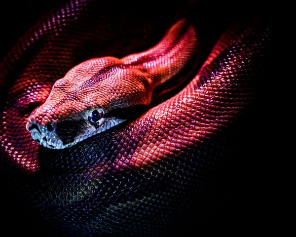 Animals Reptiles Red snake on a black background 145231