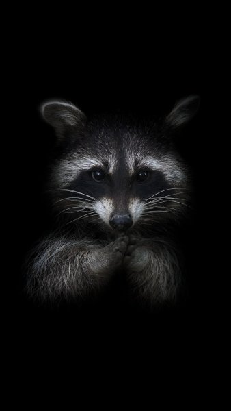 Img1.akspic.ru-odeyalo-koshachih-koshki malogo1080x1920