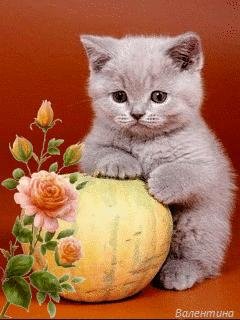 My Litle Cats