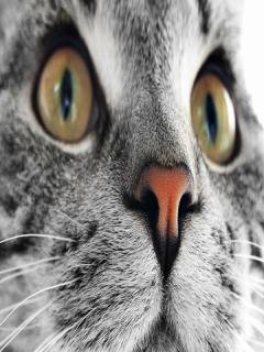 КОТЫ