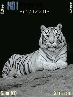 Tiger белый тигр
