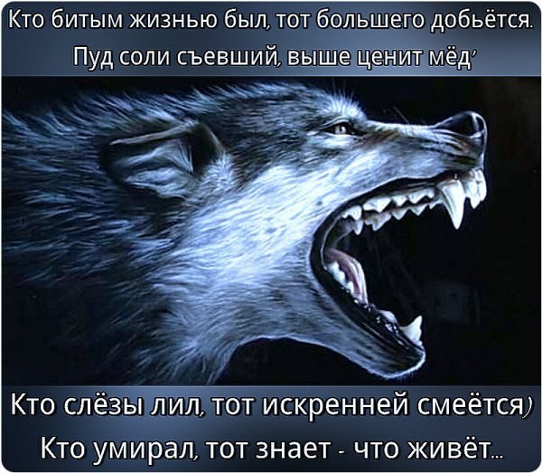 Битый жизнью был