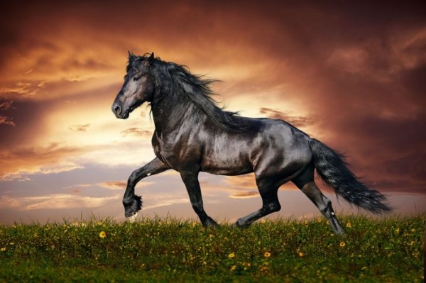 horses10