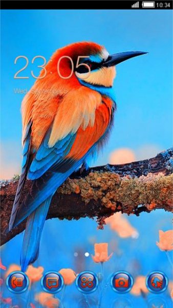 Birds