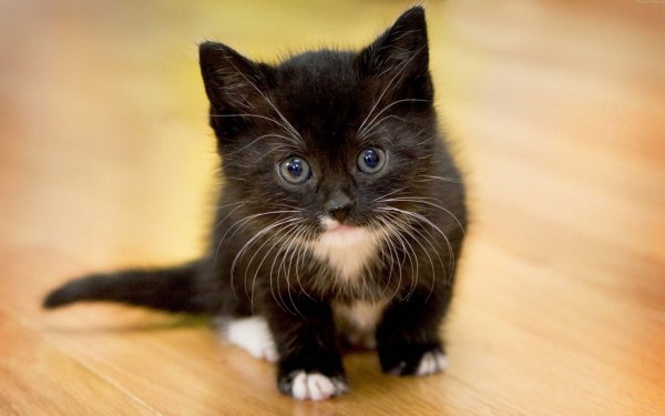 Котэ обои ПК