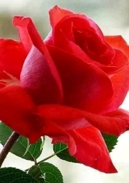 file_96160260