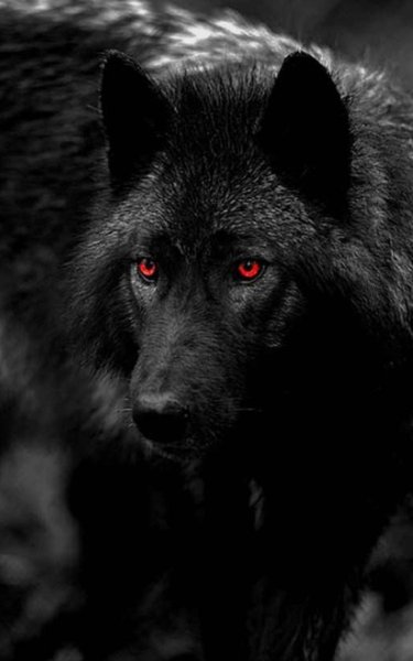 Black red eyed wolf-814f7082-3ce8-4a31-9786-dff1870a47e4