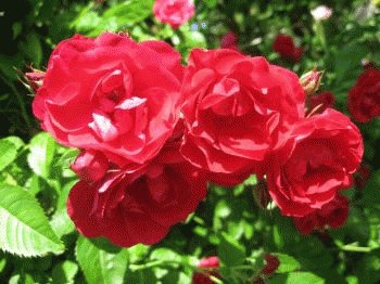 file_85274667