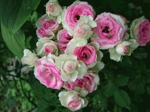 file_86309773