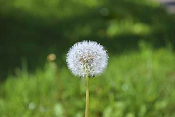 Oduvanchik-tsvetok-minimalizm-simmetriia-makro