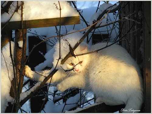Кошка снежок