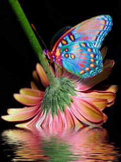 butterfly
