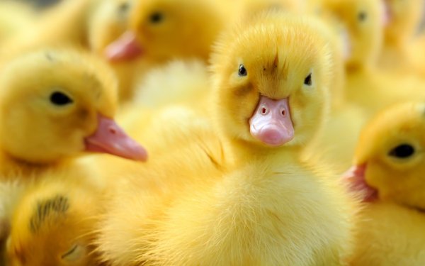Baby Animals 3