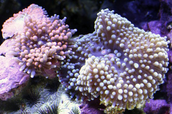 file_81802572
