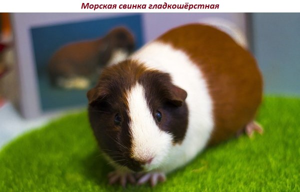 Морская свинка гладкошёрстная