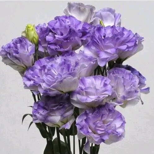 file_96291737
