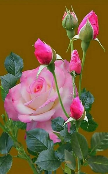 file_85274731