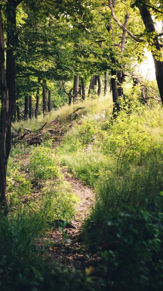 4K-Nature-386
