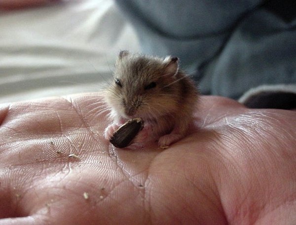 tinyanimalsonfingers2