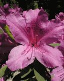file_85268931