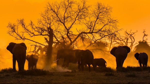 ElephantDay ROW7064675180 UHD