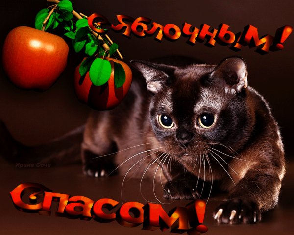 file_64516969