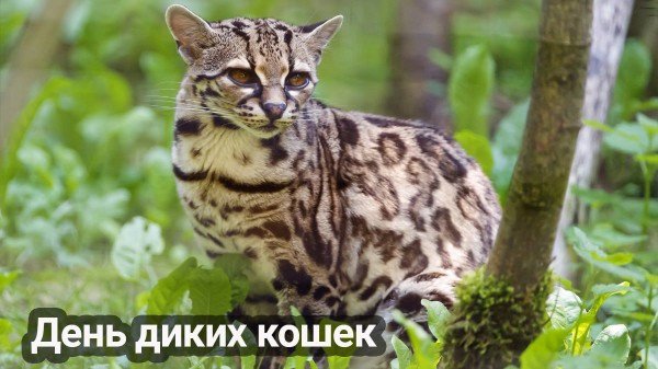 file_94807626