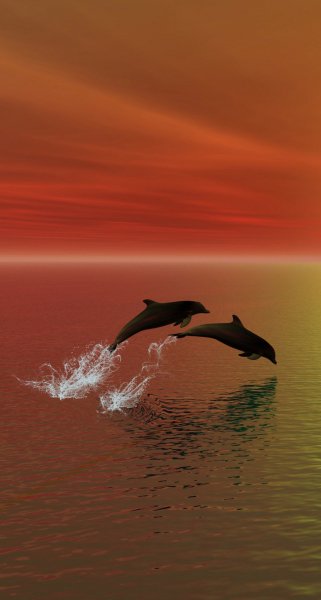 Dolphins-24