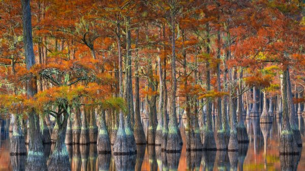 Georgia Cypress Кипарисы Джорджии UHD Обои 8К