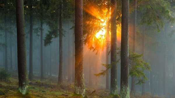 file_83349307