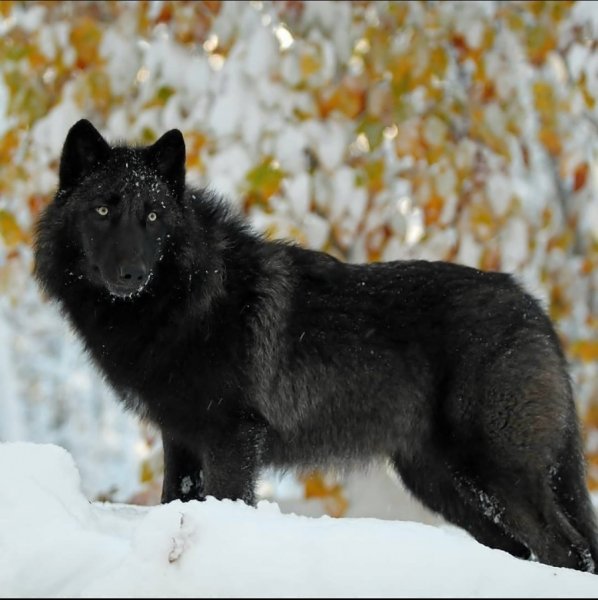 wolf