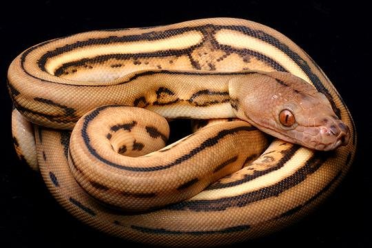 Super python диск E v.2.60(0)
