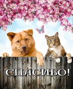 Спасибо
