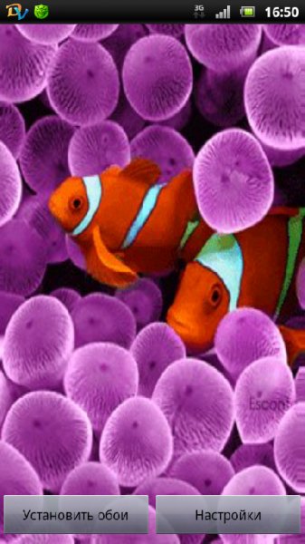 coralclown nWDcZgGt